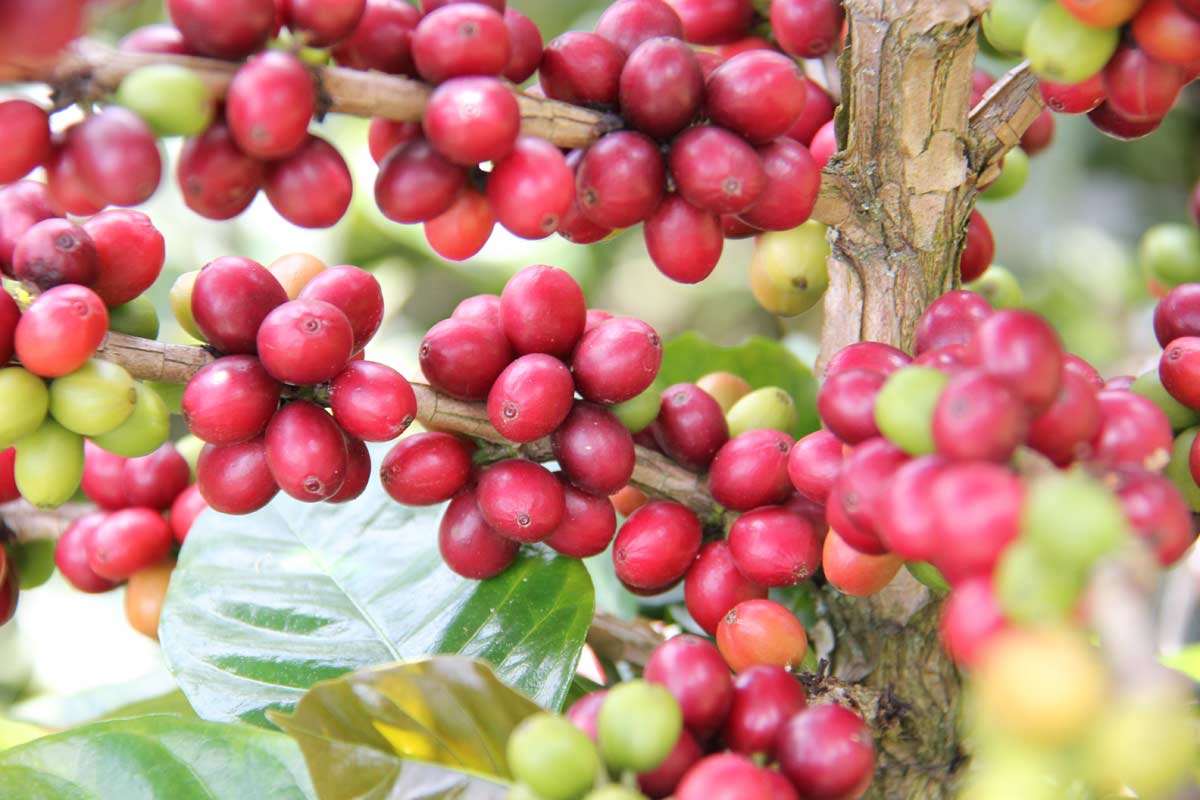 Kaffeekirschen am der Kaffeepflanze