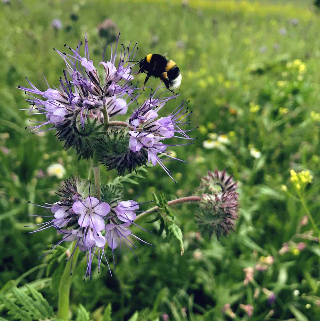 Biene auf Seeberger Blumenwiese