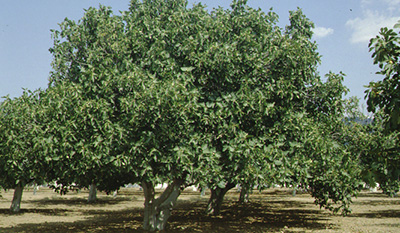 Feigenbaum in der Türkei