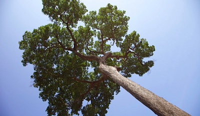 Paranussbaum in Bolivien