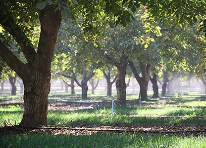Seeberger, photo d'une plantation d'arbres avec rayons de soleil