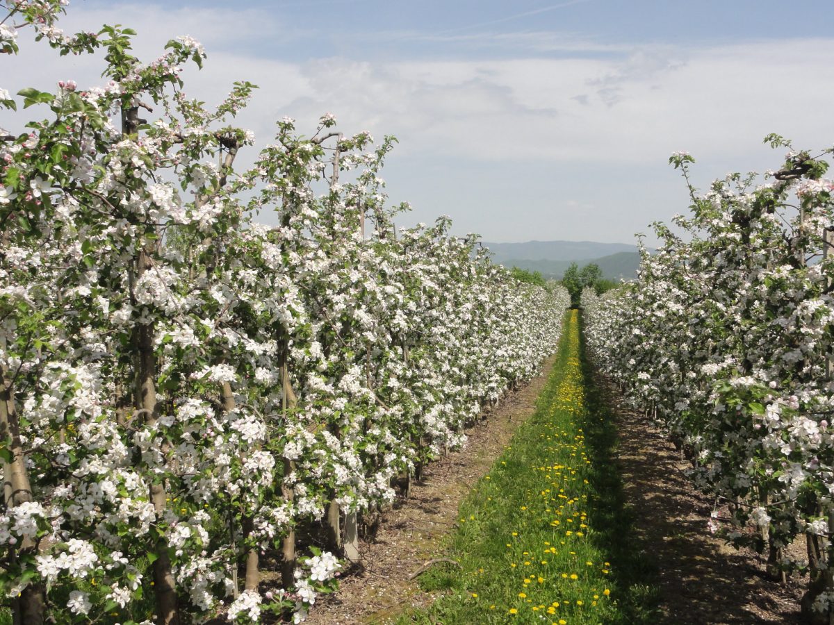 Blühende Apfelplantage in Slowenien