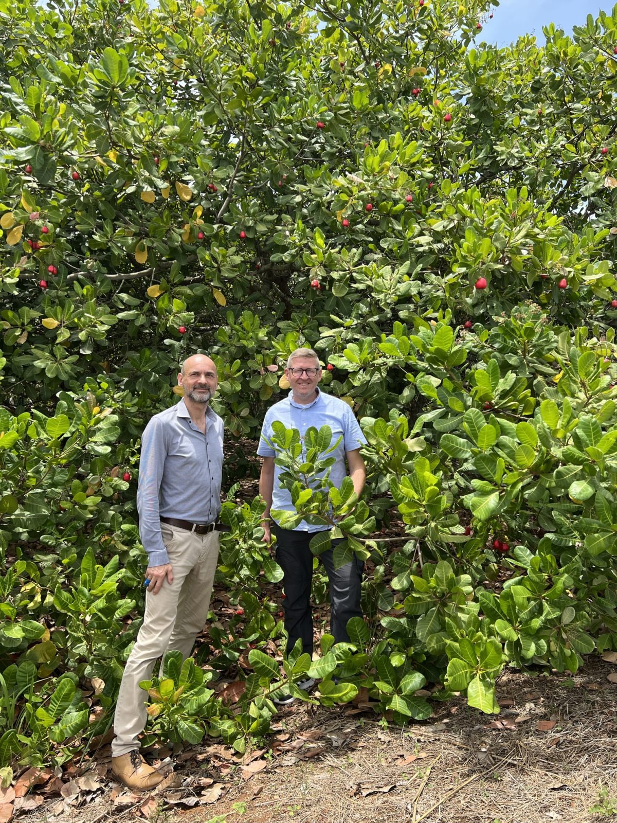 Geschäftsführer Ralph Beranek und Einkäufer stehen vor Cashewbaum