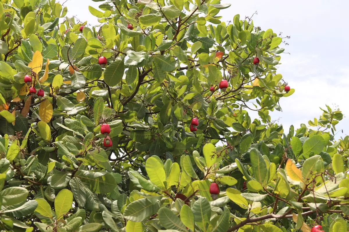 Rote Cashewfrüchte am Baum