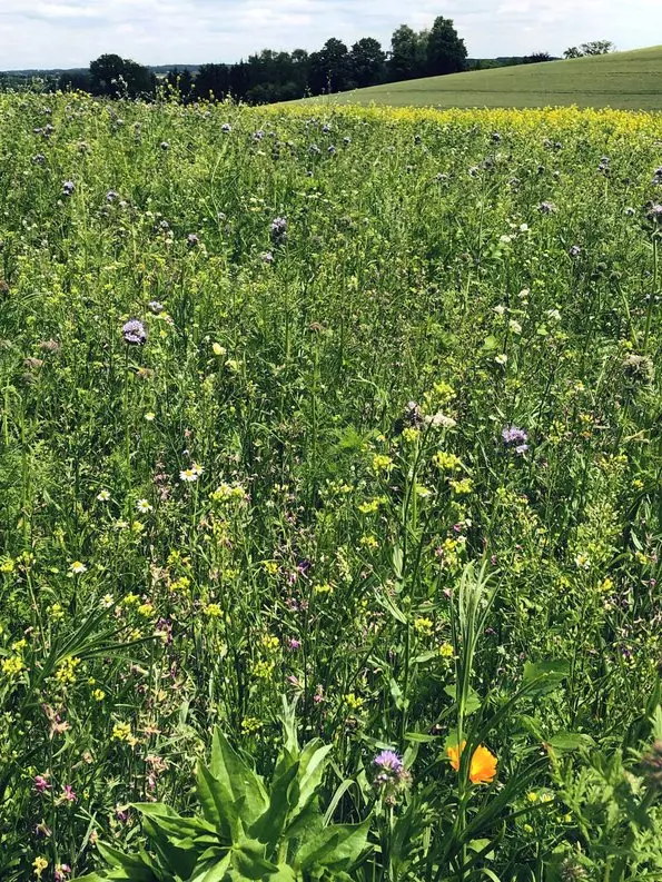 Blumenfeld mit Bäumen im Hintergrund