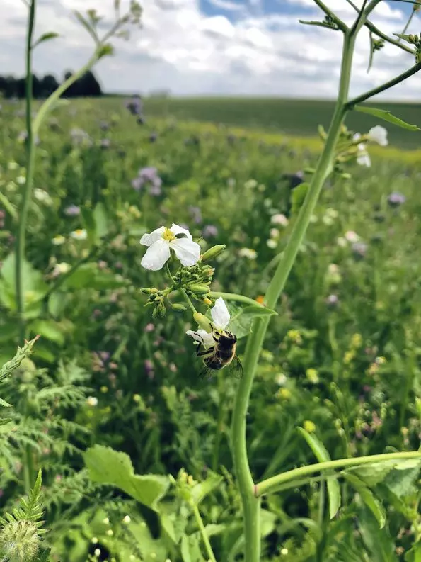 Eine Biene befindet sich auf einer Blüte