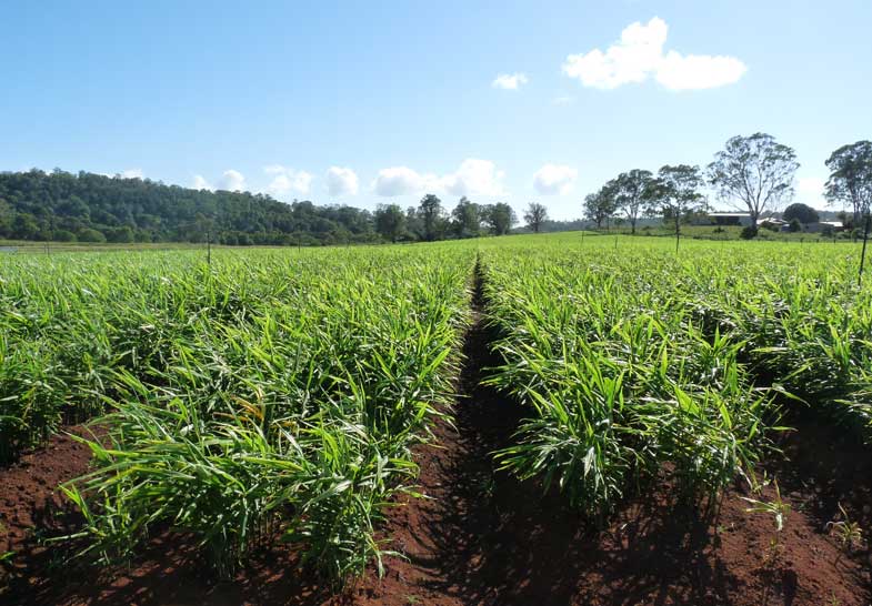 Blick auf Plantage